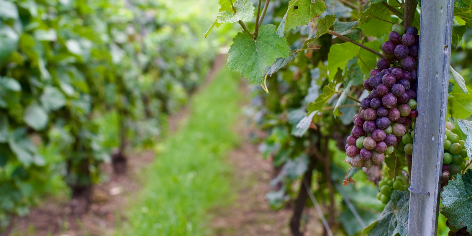 Gestion du Temps en Licence Informatique