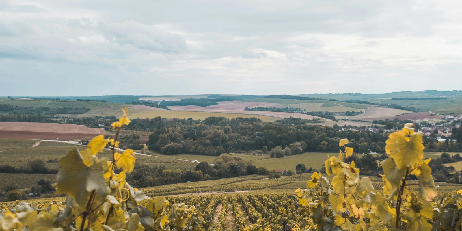 Programmation Systèmes et Scripts : Shell, Python et Automatisation